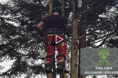 Tree Surgeon Pudsey Leeds - Sapling To Sycamore Tree Services Tree Felling Root And Stump Removal