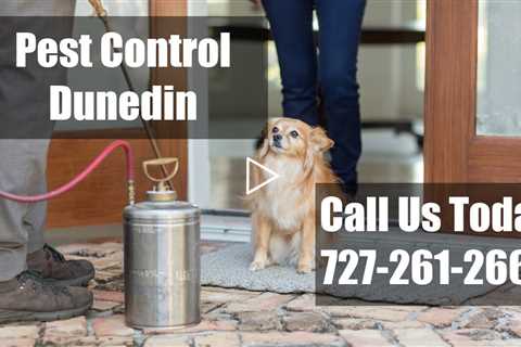 Pest Control Dunedin Florida - 24 Hr Emergency Exterminator Domestic Termite And Bed Bug Solutions