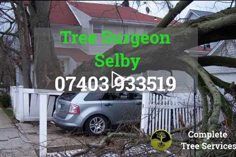 Tree Surgeon Selby Y08 - Tree Felling And Tree Removal Services Stump Grinding North Yorkshire
