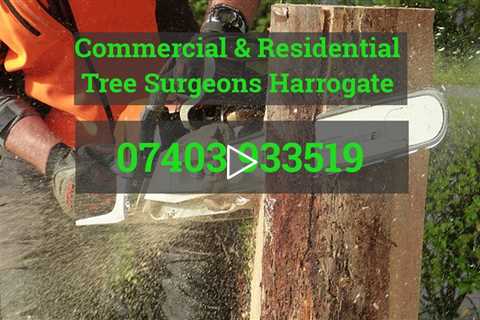 Tree Surgeon Harrogate Tree Surgery Stump Removal& Root Removal  Tree Felling & Other Services