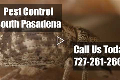 Pest Control  South Pasadena FL - Residential Termite Control & Bed Bug Control 24 Hr Exterminators