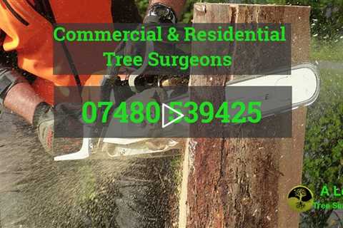 Tree Surgeon Lincolnshire 24 Hour Tree Surgery Stump Removal Root Removal And Other Tree Services