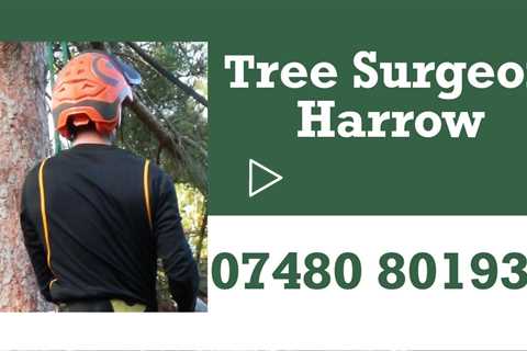 Tree Surgeon Harrow Root And Stump Removal Crown Reduction & Tree Dismantling