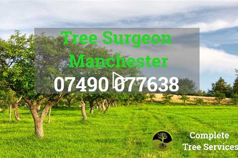 Tree Surgeon Manchester 24 Hour Tree Surgery Stump Removal Root Removal And Other Tree Services