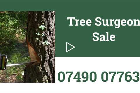 Tree Surgeon Sale 24 Hour Tree Felling Stump Removal Root Removal And Other Tree Services