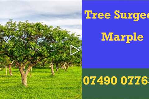 Tree Surgeon Marple Root Removal Stump Removal Tree Surgery And Other Tree Services