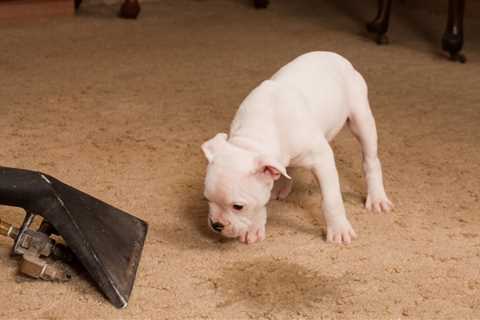 Pre And End Of Tenancy Cleaning Queensbury Office And Commercial Carpet Cleaners