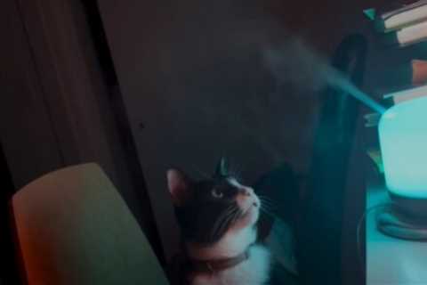 Cat reacts to steam coming out of humidifier. Watch video with magical vibes | Trending