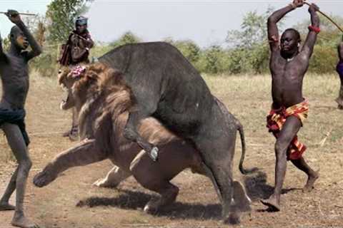 OMG! Buffalo Tortured Lion Catastrophically, Defeat Lion With powerful Stabs With Sharp Horns