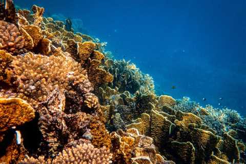 UNESCO calls to add Great Barrier Reef to danger list