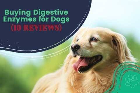 Buying Digestive Enzymes for Dogs (10 Reviews)