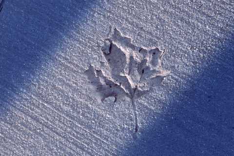 Why I Hunt for Sidewalk Fossils