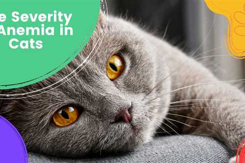 The Severity of Anemia in Cats