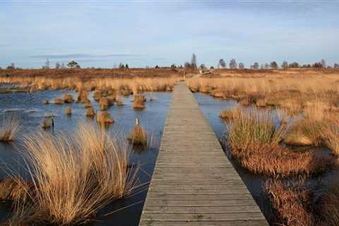 Fighting Climate Change Through Wetlands Protection