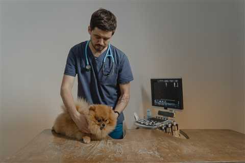 Are Veterinary Technicians Nurses? A Look at Both Sides of the Debate