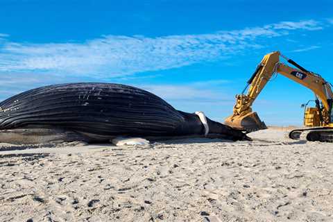 Whales are turning up dead on beaches — and our online shopping addiction is partly to blame