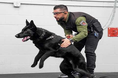 I train protection dogs for a living. The cost for clients can run up to $150,000, but it's a much..