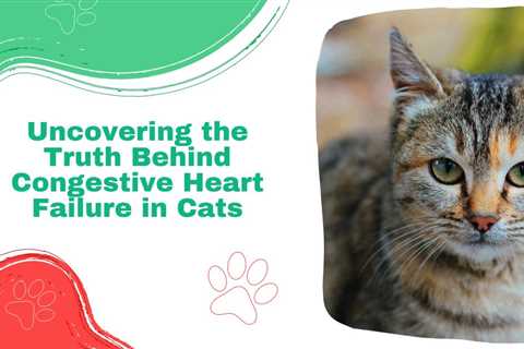 Uncovering the Truth Behind Congestive Heart Failure in Cats