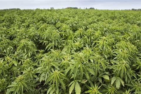 Which hemp crop?