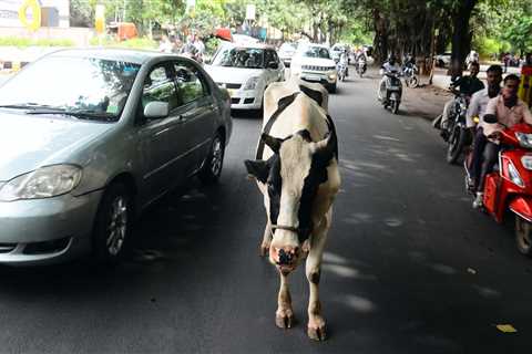 Why India can't contain 5 million destructive yet beloved stray cows, which killed 900 people in..