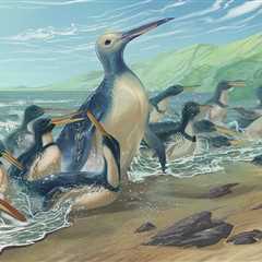Largest Ever Penguin Fossil Discovered in New Zealand