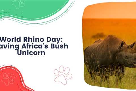 World Rhino Day: Saving Africa’s Bush Unicorn