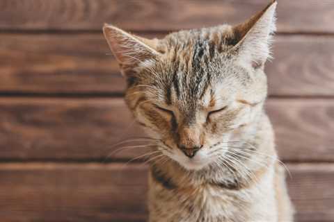 Management of Acute Pain in Cats – New Consensus Guidelines