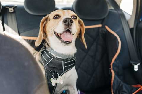 The best car dog seats of 2023