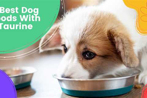 7 Best Dog Foods With Taurine