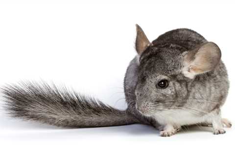 Urolithiasis in Small Mammals by Dr. Sarah Ozawa, DACZM: Part 2 | VETgirl Veterinary Continuing..