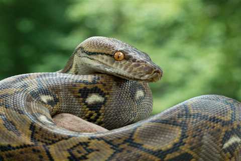 A huge python built its lair in a trailer park and grew 13ft long eating the neighborhood cats