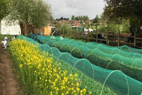 Exploring the Magic of Urban Farms in London