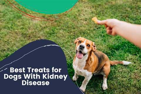 Best Treats for Dogs With Kidney Disease