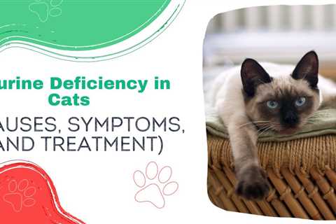 Taurine Deficiency in Cats (Causes, Symptoms, and Treatment)