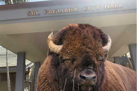 I Wanna Be a Bison