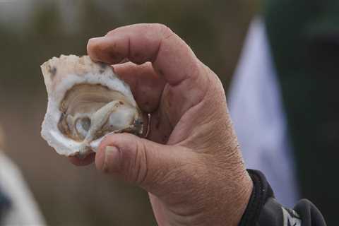 The Role of Oysters in Sustainable Seafood Practices in Fairhope, Alabama