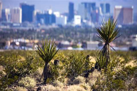 Protecting the Environment in Las Vegas: What You Can Do