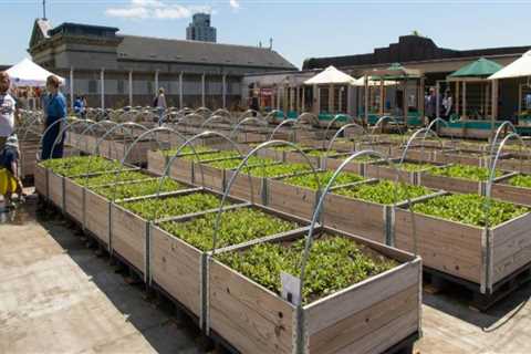 Urban Farming: A Sustainable Solution to Reduce Waste in London