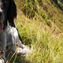 The Truth About the Waiting List for Animals at the Castle Rock, CO Animal Shelter