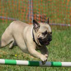 The Best Animal Shelter in Castle Rock, CO: A Rescue Expert's Perspective