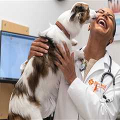 The Role of a Veterinarian in Augusta, GA