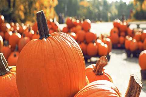 Honor Our Veterans at the Dripping Springs Pumpkin Festival