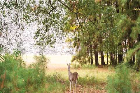 Exploring the Hunting and Fishing Laws in Spring Branch, TX