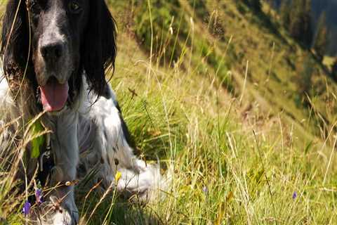 The Truth About the Waiting List for Animals at the Castle Rock, CO Animal Shelter