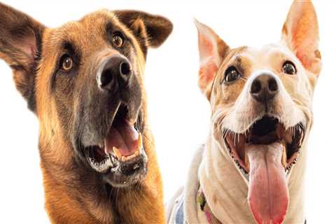 A Comprehensive Guide to Animal Care Services in Long Beach, CA: Hours of Operation