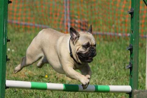 The Best Animal Shelter in Castle Rock, CO: A Rescue Expert's Perspective