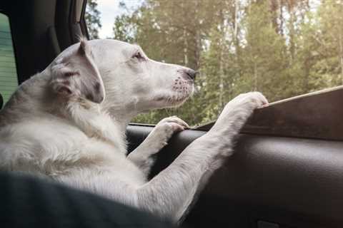 The best car seat covers for dogs in 2024