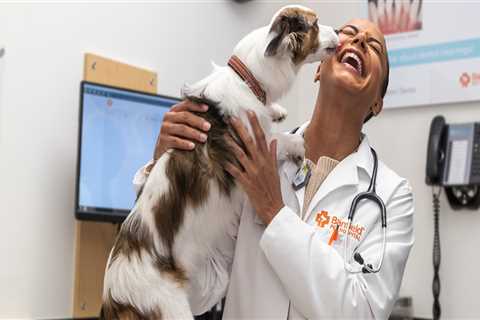 The Role of a Veterinarian in Augusta, GA