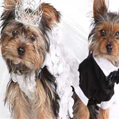 Incorporating Your Furry Friends into Your Wedding: Rules and Regulations in Washington DC