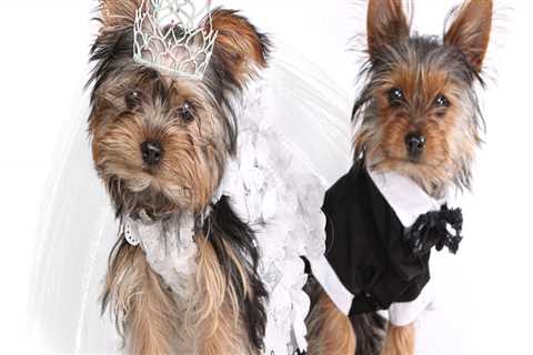 Incorporating Your Furry Friends into Your Wedding: Rules and Regulations in Washington DC